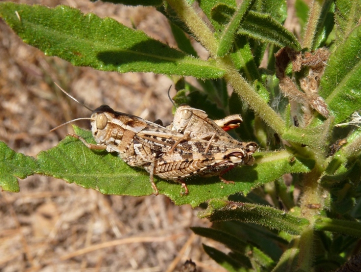 Acrididae in accoppiamento